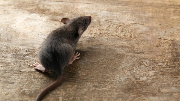 Invasion de rats : risques pour le matériel informatique en entreprise